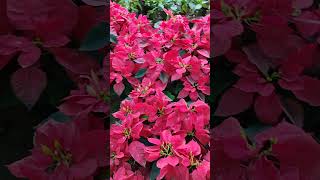 Poinsettia Plant 💐ytshort viralshorts flowers nature music music travel love [upl. by Nitsirc]