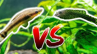 Otocinclus vs Hillstream Loach – Which is Better [upl. by Oilegor]