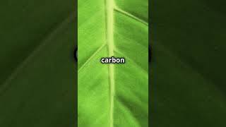 The Process of Photosynthesis in Plants naturefacts facts plants [upl. by Nila]