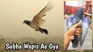 Smog Ma Subha Wapsi Sath Hara Pakra  Hashim Mahmood Pigeons [upl. by Hjerpe]