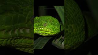 Emerald Tree Boa The Jewel of the Rainforest Canopy [upl. by Koloski]