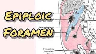 Epiploic foramen  Foramen of winslow [upl. by Sitnerp370]