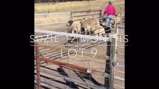 Suzie  Lot 9 Jerilderie Dog Auction 2017 [upl. by Eidod]