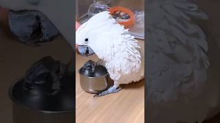 I want my food😡 birds cockatil  Macao cockatielbird [upl. by Abas]