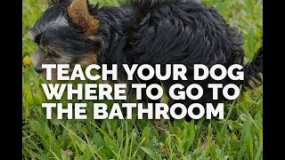 Teach Your Dog Where to Go to the Bathroom [upl. by Murton]