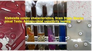 Klebsiella colony characteristics Gram StainBiochemical Tests Antimicrobial sensitivity testing [upl. by Labannah]