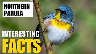 Exploring the Fascinating World of Northern Parula  Interesting Facts  The Beast World [upl. by Estrin757]