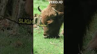 Bison vs Buffalo The Key Differences facts wildlifeanimals nature science funfacts bison [upl. by Amaris]