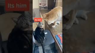 Dog finds the culprit 🤣 dog doglover dogshorts catlover cat catshorts funnydogvideos [upl. by Ahtebbat]