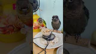 തലമേൽ l Mittu amp Kallu My companion l How to Train Parrots or Pet Birds parrottraining [upl. by Corwin192]