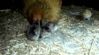 Cute Belgian Barbu DUccle chicks [upl. by Eddi]