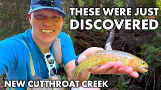 Newly Discovered Cutthroat Creek  How Will it Fish  Colorado River Cutthroat [upl. by Enoed]