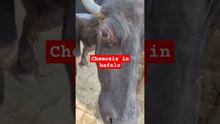 भैंस के आंख के कोहे बाहर आना chemosis music beach travel bafelo chemosis animalfarming vet [upl. by Judi515]