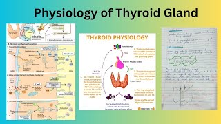 Physiology of Thyroid Gland [upl. by Luisa]