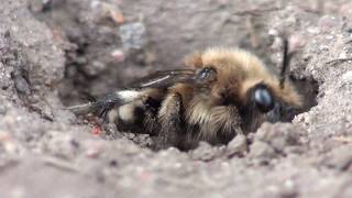 Anthophora plumipes Melecta albifrons [upl. by Akeret531]