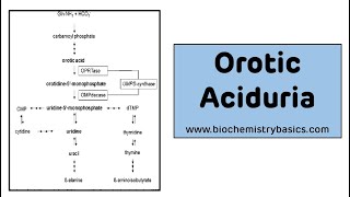 Orotic Aciduria  Pyrimidine Metabolism Disorders [upl. by Ressan]