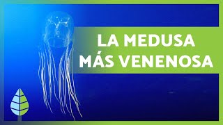 Avispa de mar ☠️ La MEDUSA más VENENOSA 5000 Muertos [upl. by Reinnej979]