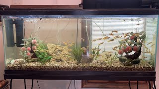 Impressive 55 Gallon Tank with 70 Large Micariff Guppies [upl. by Eila]