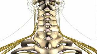 Spine tutorial 1  Vertebral Column  Anatomy Tutorial [upl. by Yhtomot]