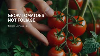 Maximize Your Tomato Yield Grow Fruit Not Leaves [upl. by Nnylidnarb]