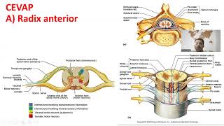 Nöroanatomi Görselli Arasınav denemesi Anatomi İnsan Anatomisi TUS DUS SBF Soru çözümü [upl. by Salohcin]