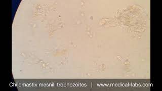 Chilomastix mesnili Trophozoites Lab 4 صيدلة ثانية  طفيليات عملي [upl. by Peck]