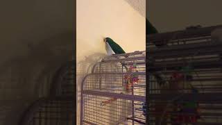 Eclectus Parrots Sound [upl. by Compton]