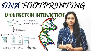 DNA FOOTPRINTING I DNA PROTEIN INTERACTION I Tool amp Technique I CIRNET GATE IITJAM DBT GATB [upl. by Tallulah205]