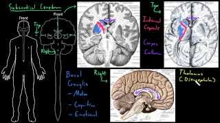 Subcortical cerebrum [upl. by Ronoc]