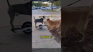 Perrito sorprende con su increíble habilidad por usar la patineta eléctrica 🥹🥰 [upl. by Nylloh]