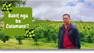 BAKIT nga ba Calamansi ang aming pinili May potential ba [upl. by Zoes]