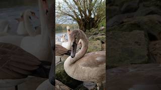 Adorable talking Baby Swan 💖🦢 with swan Family [upl. by Nnyltiac]