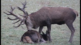 Riesiger 30Ender Hirsch Kaum zu glauben was hier vor sich geht [upl. by Nana682]