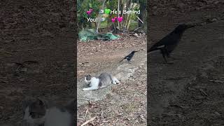 💕🐾🐦🩷He’s Behind You🐦🐾💕💚 australianwildlife cat currawong [upl. by Towill]