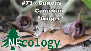 NEcology 73  Curious Canadian quotGingerquot [upl. by Anwadal]