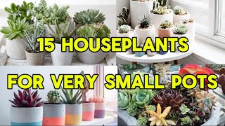 15 HOUSEPLANTS FOR VERY SMALL POTS plants flowers houseplants indoorplants indoorplantlover [upl. by Bear]