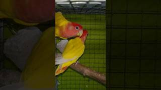 Online birds sale 🦜 scam birds birdslover lovebirds parrot macow shortsfeed [upl. by Fadil]