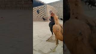 shahwaiz k hens 🐓🐔ducklovercomedyfilmsfunnycomedyindiaduckloveyoutubeshortscatduckworld [upl. by Aikim631]