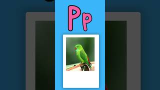 Letter P Learning ABC Letters and Basic English Vocabulary English Alphabets Phonics repeat [upl. by Nirad852]