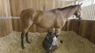 How To Prepare A Racehorse To Travel Part 1 HorseHowTo [upl. by Leavy643]