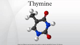 Thymine [upl. by Nylecoj]