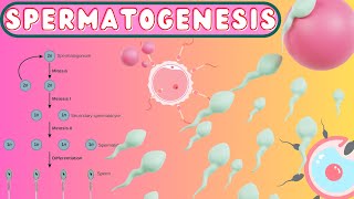 Spermatogenesis  Reproduction Class12  Kingdomofbiologydarbhanga  BiologyByMraza [upl. by Matlick681]