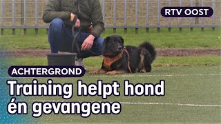 Tweede kans voor asielhond Asko dankzij gedetineerde Dennis  RTV Oost [upl. by Quennie]