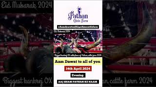 PATHAN CATTLE FARM 2024 OPEN FOR ALL ON 14th APRIL shortsviral [upl. by Elcin178]