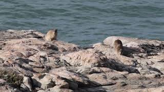 Rock Hyrax at Hermanus Biodiversity Walk [upl. by Evannia296]