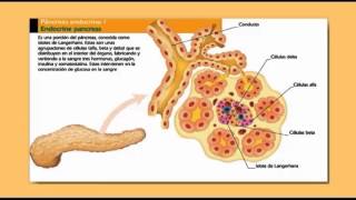 Secreción de Insulina Tipo y Acciones a Nivel Celular [upl. by Neeroc]