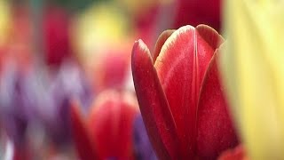 Floriade Flower Show Canberra [upl. by Roddy]