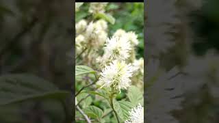 Witch Alder Mt Airy Fothergilla False Cypress Soft Serve Gold Chamaecyparis [upl. by Etireugram]