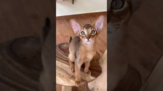 Adorable Abyssinian kitten 🥰🐈 abyssiniancat [upl. by Aleak]