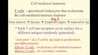 BIO2020 Episode 065 adaptive immunity Tcell activation [upl. by Oglesby]